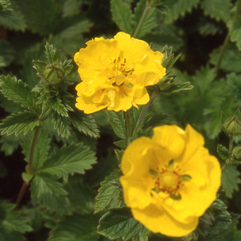 POTENTILLA 'Yellow Queen'
