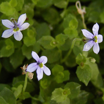 PRATIA pedunculata