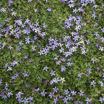 PRATIA pedunculata 'County Park'