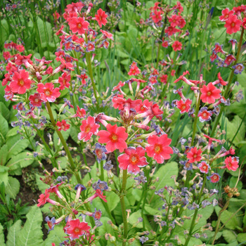 PRIMULA beesiana