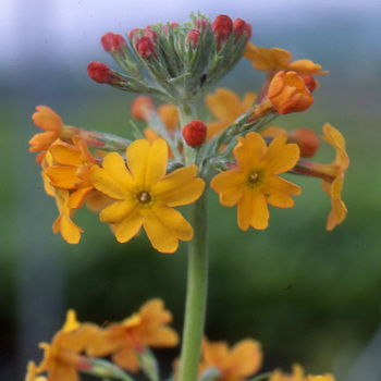 PRIMULA bullesiana