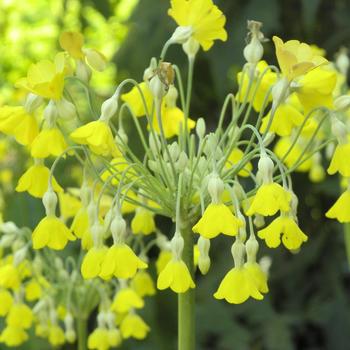 PRIMULA florindae