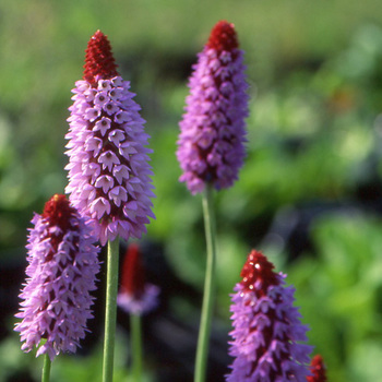 PRIMULA vialii