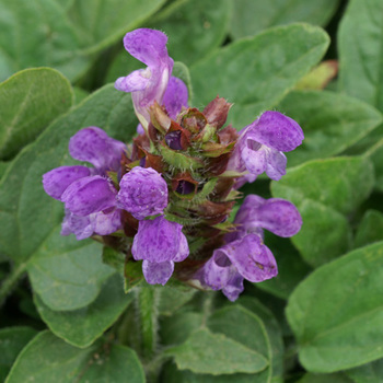 PRUNELLA grandiflora