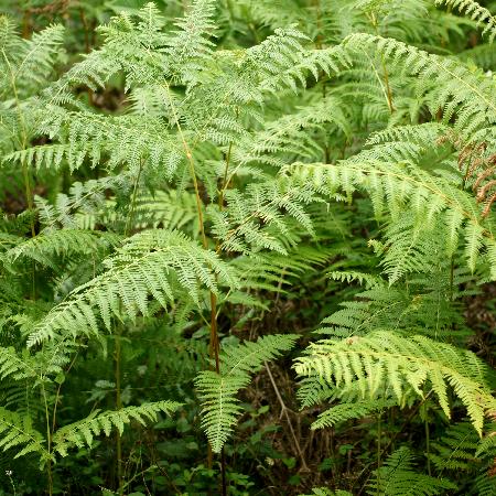 PTERIDIUM