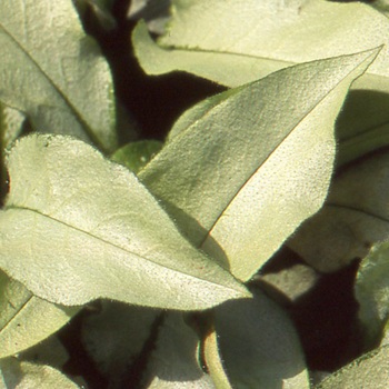PULMONARIA 'Majesté'