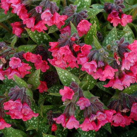 PULMONARIA 'Shrimps On The Barbie'