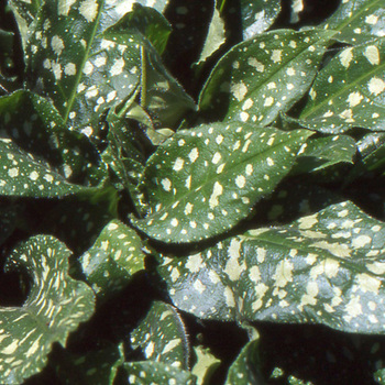 PULMONARIA saccharata 'Mrs Moon'