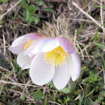 PULSATILLA vernalis