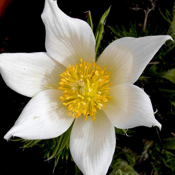 PULSATILLA vulgaris 'Alba'