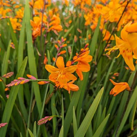 CROCOSMIA 'Columbus'