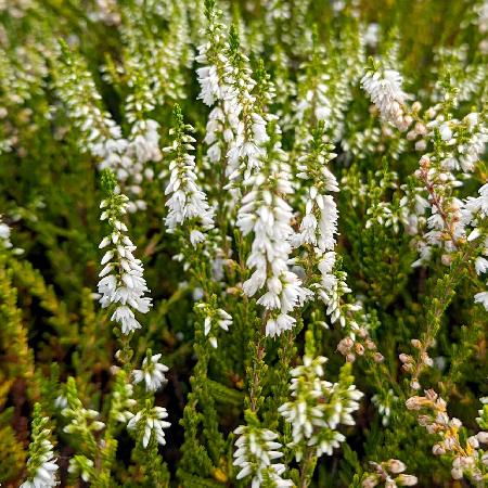 CALLUNA vulgaris 'Elegant pearl'