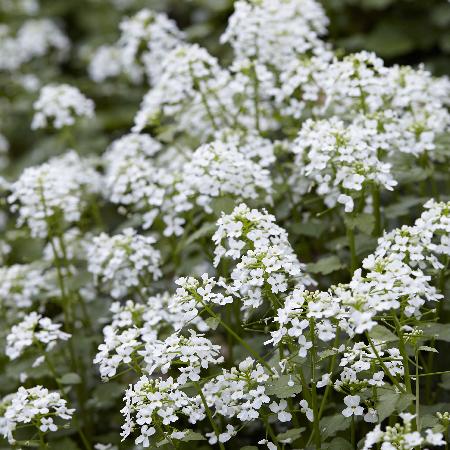 PACHYPHRAGMA 