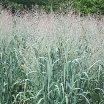 PANICUM virgatum 'Dallas Blues'