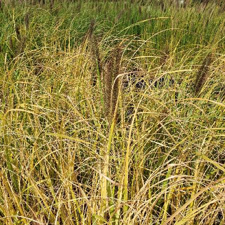 PENNISETUM alopecuroides 'Lepage Gold'