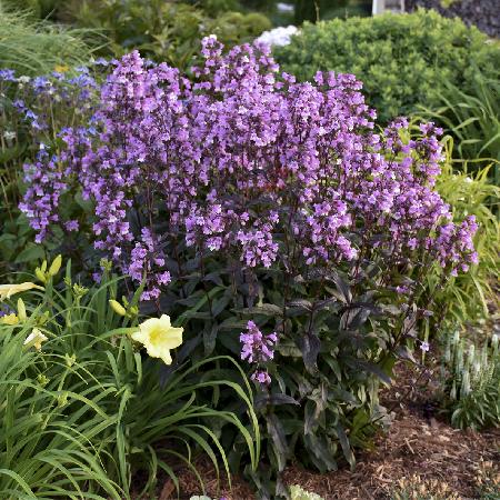 PENSTEMON digitalis 'Midnight Masquerade'