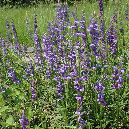 PENSTEMON alpinus