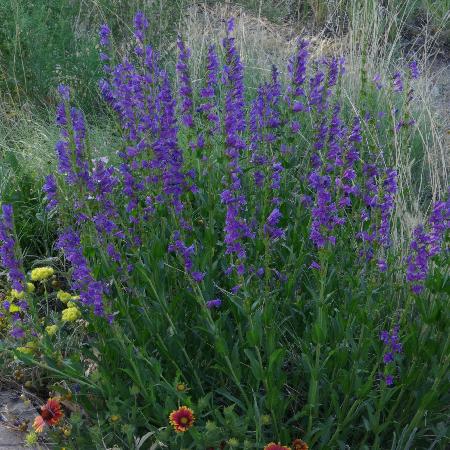 PENSTEMON strictus