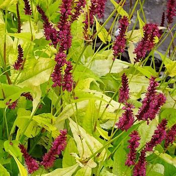 PERSICARIA amplexicaulis 'Golden Arrow'