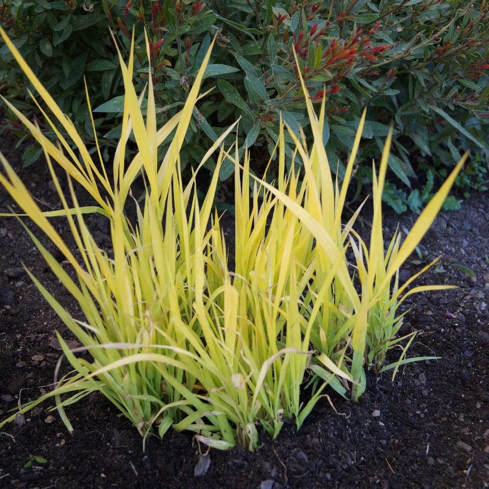 PHALARIS arundinacea 'Pure Gold'