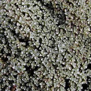 RAOULIA australis
