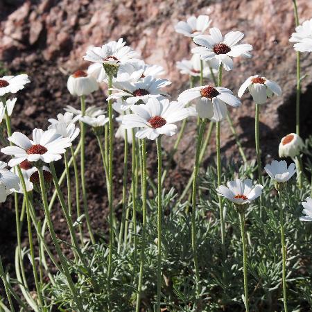 RHODANTHEMUM