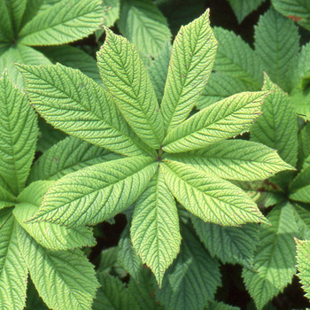 RODGERSIA