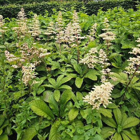 RODGERSIA aesculifolia