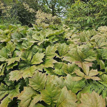 RODGERSIA podophylla
