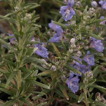 ROSMARINUS officinalis 'Corsican Blue'
