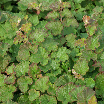 RUBUS