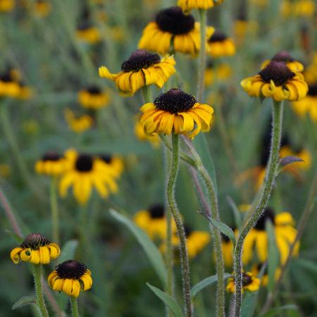 RUDBECKIA fulgida 'American Gold Rush' ®