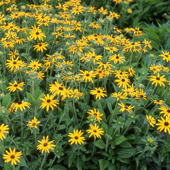 RUDBECKIA fulgida var. deamii