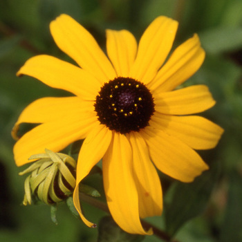 RUDBECKIA fulgida var. speciosa