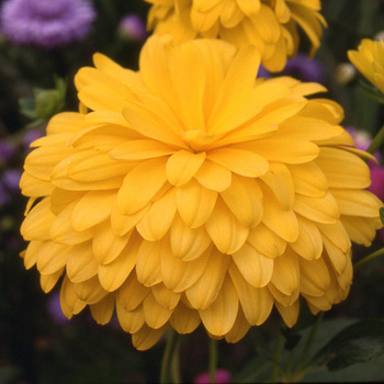 RUDBECKIA laciniata 'Goldquelle'