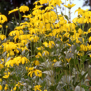 RUDBECKIA nitida 'Herbstsonne' ('Autumn Glory')