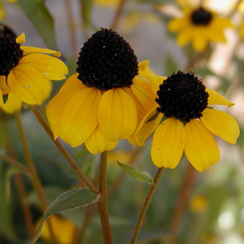 RUDBECKIA triloba
