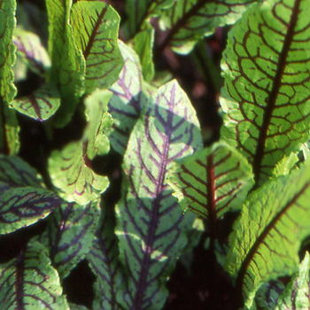 RUMEX sanguineus var. sanguineus