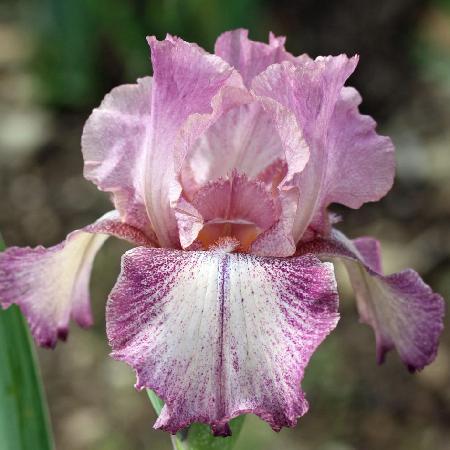 IRIS b-e 'Rancho Rose'
