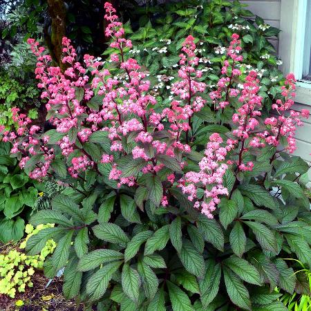 RODGERSIA 'Bronze Peacock'