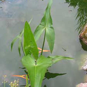 SAGITTARIA