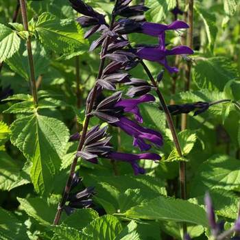 SALVIA 'Amistad' ®