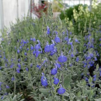 SALVIA chamaedryoides var. isochroma