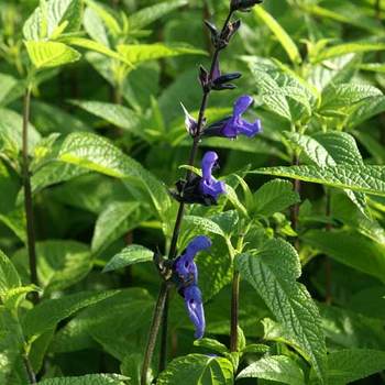 SALVIA guaranitica 'Black and Blue'