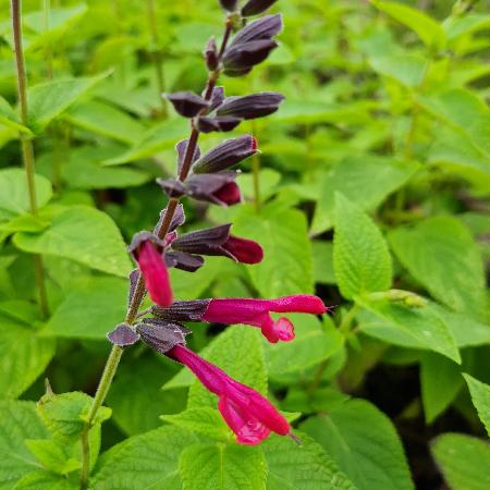 Sauge des près, Sauge commune, Salvia pratensis : planter, cultiver,  multiplier