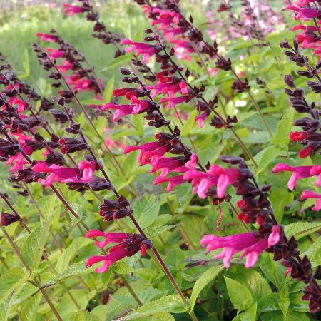 SALVIA 'Amante'®