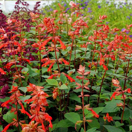 SALVIA 'Ember's Wish'