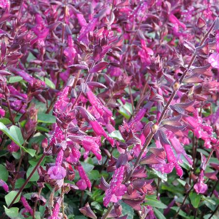 SALVIA 'Love and Wishes'