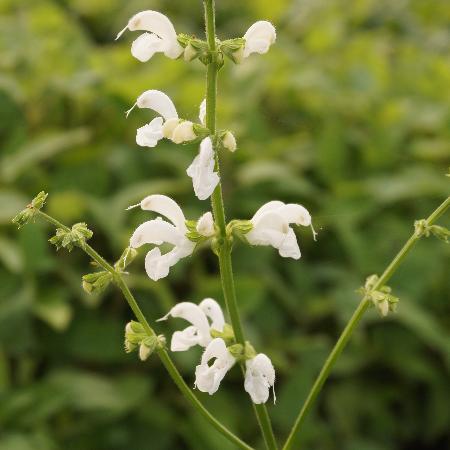 SALVIA pratensis 'Swan Lake'