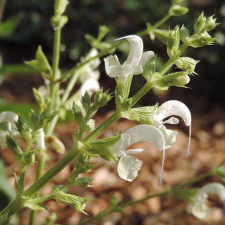 SALVIA candidissima